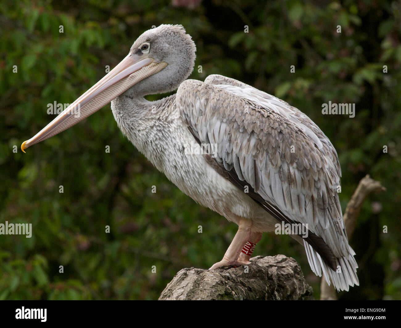Pelican nel Zoo di Duisburg Foto Stock