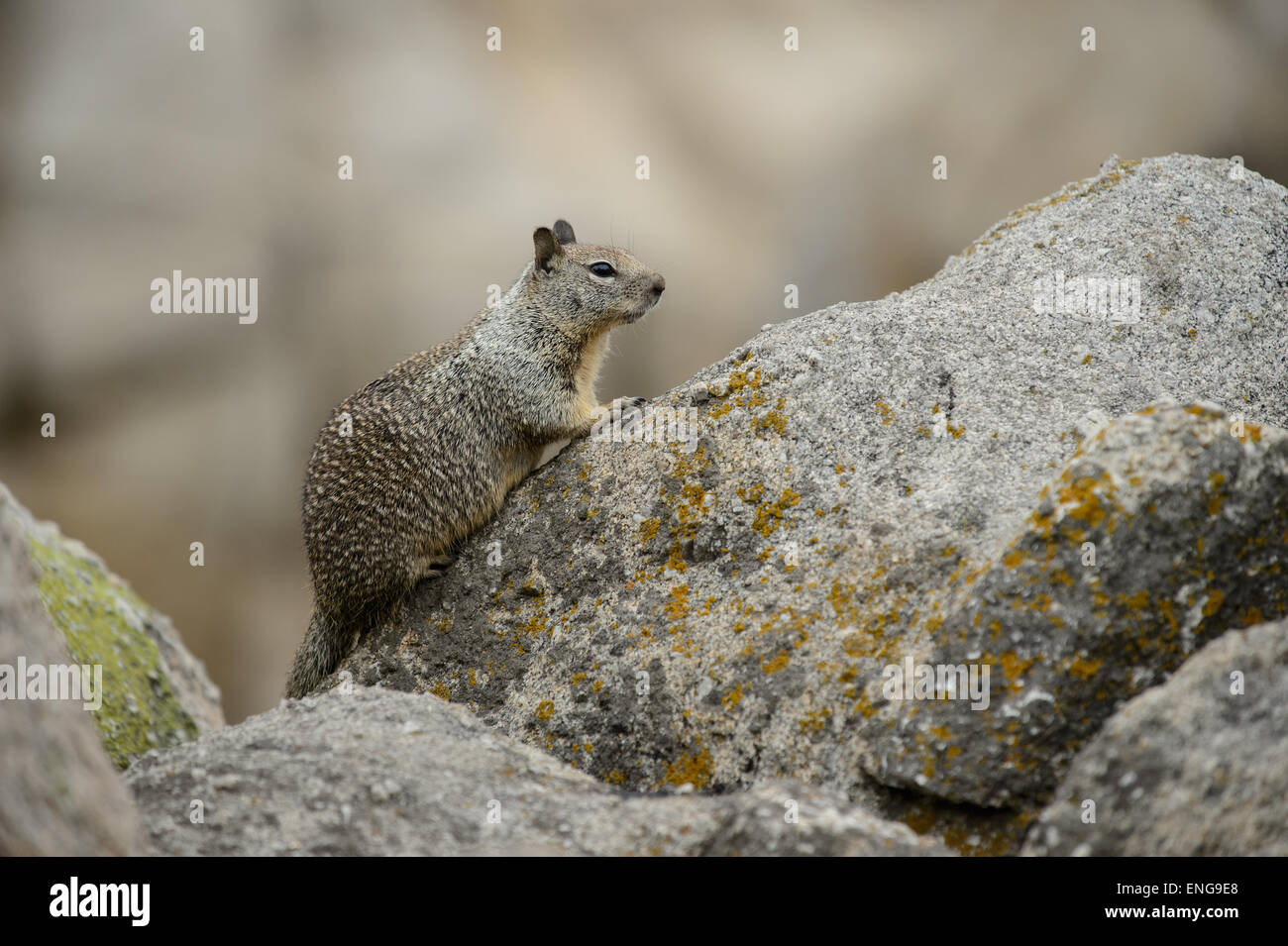La massa della California scoiattolo (Otospermophilus beecheyi) sulle rocce vicino alla costa di Monterey, California, Stati Uniti d'America Foto Stock