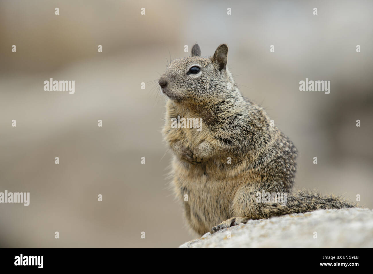La massa della California scoiattolo (Otospermophilus beecheyi) sulle rocce vicino alla costa di Monterey, California, Stati Uniti d'America Foto Stock