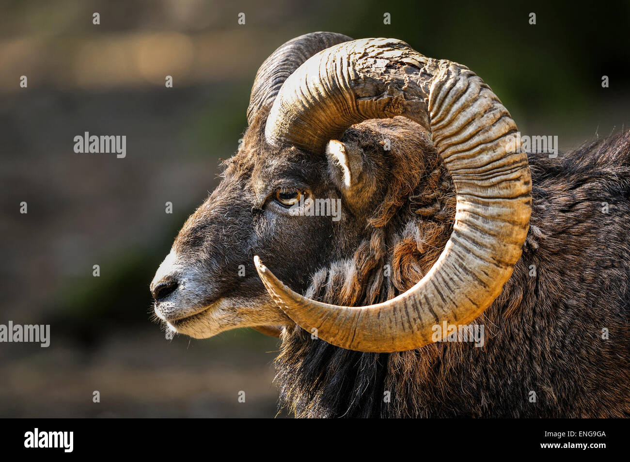 Muflone, Ovis aries Foto Stock