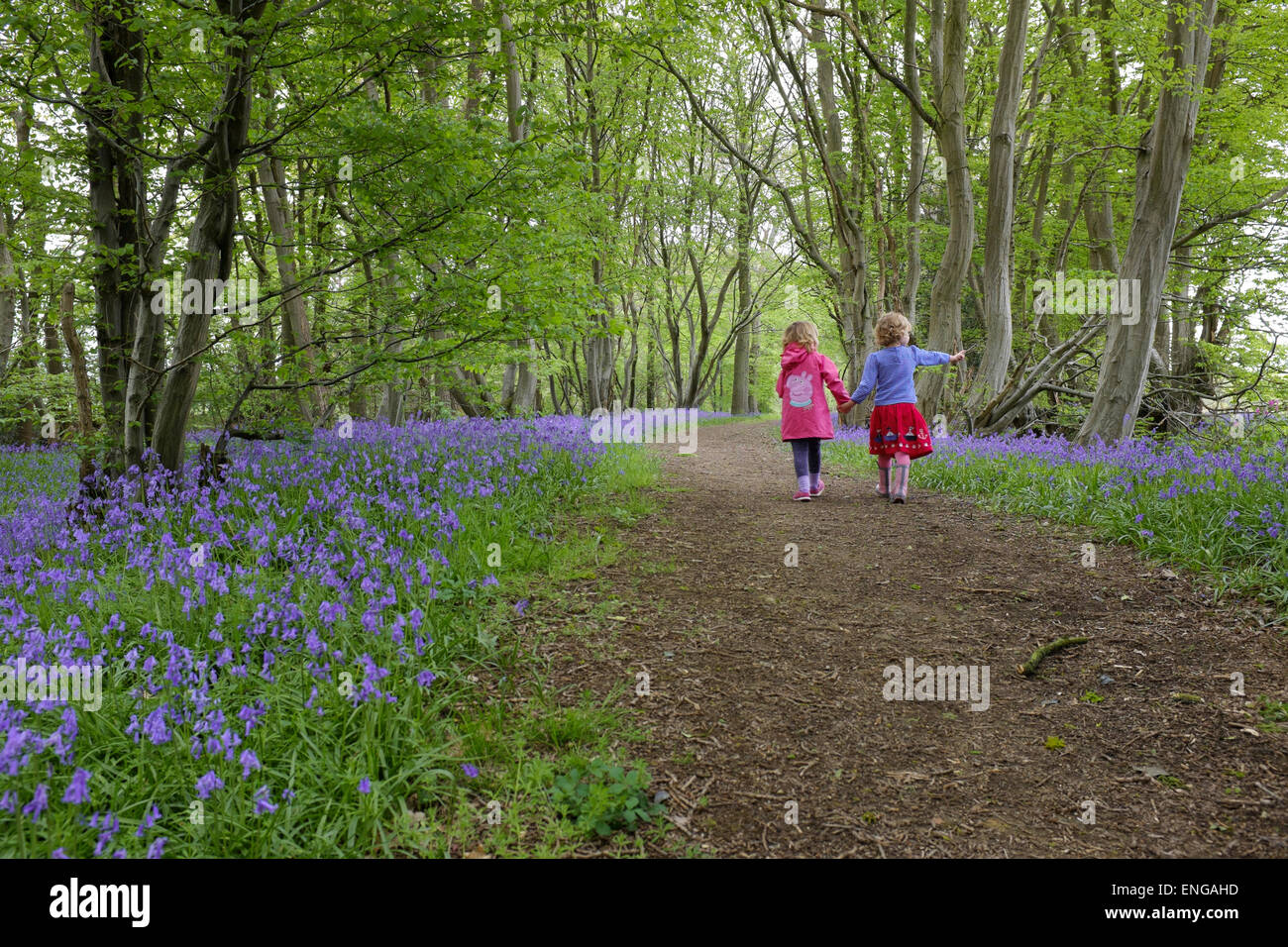 Due giovani figli a piedi attraverso un bosco di bluebells in primavera Foto Stock