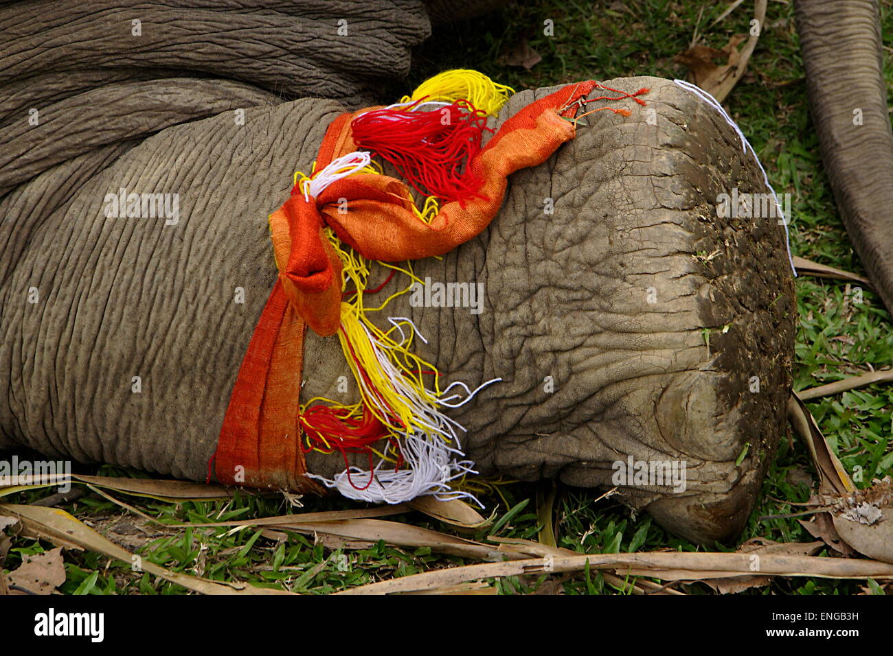 Lao Elephant Festival Sanyabouri Foto Stock