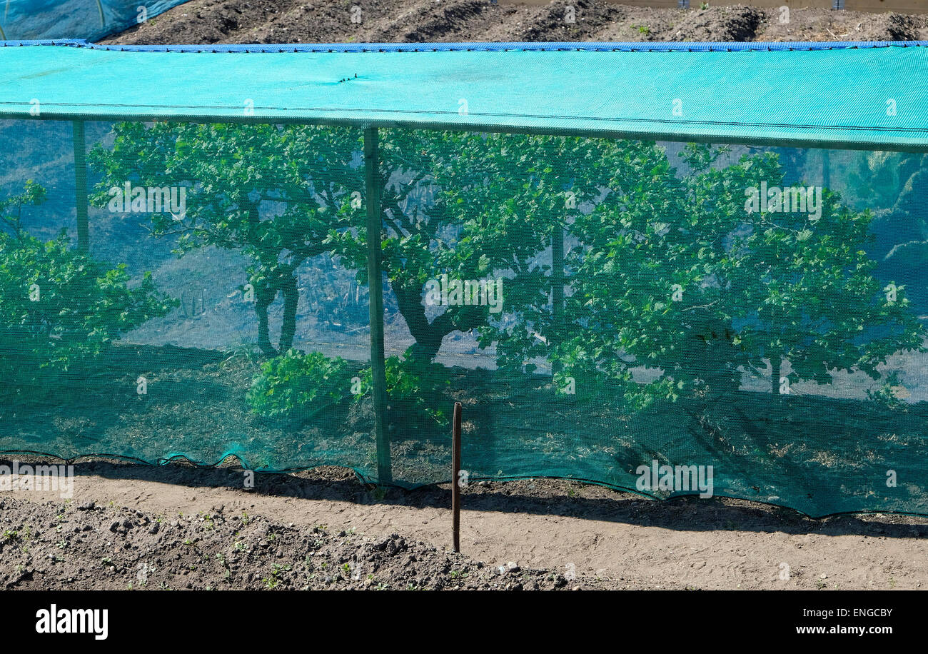 Uva spina impianto sotto il netting in allotment garden, Norfolk, Inghilterra Foto Stock