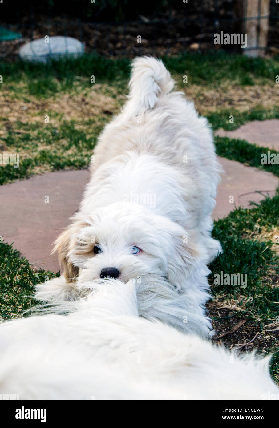 Tibetan Terrier cucciolo giocando con platino adulto Golden Retriever cani Foto Stock