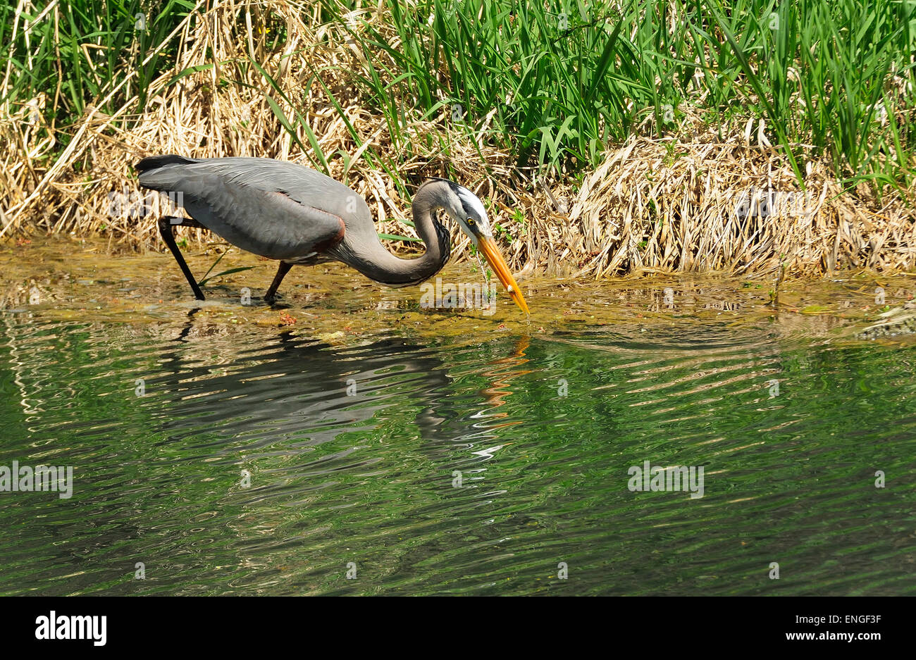 Airone blu stalking preda. Piccolo bass pesce nel becco. (Ardea erodiade) Foto Stock