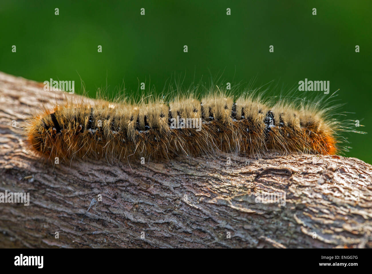 Caterpillar di bevitore tarma (Euthrix potatoria) close up Foto Stock
