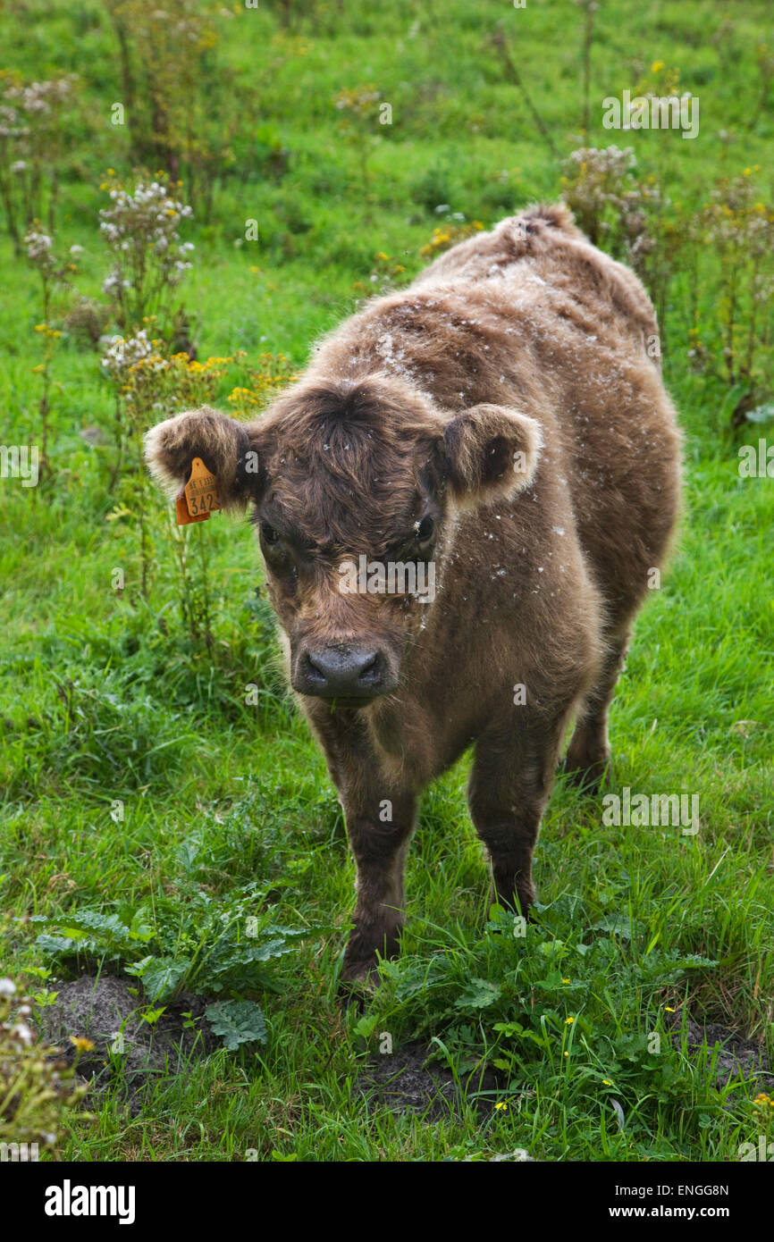 Galloway Bovini (Bos taurus galloway) mucca nel prato con pelo coperta in semi di fiori Foto Stock