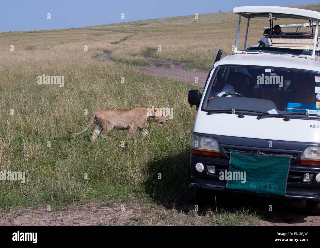 I turisti in un bus watching Leoncello (Panthera Leo) passante per la boccola, Rift Valley Provincia, il Masai Mara, Kenya Foto Stock