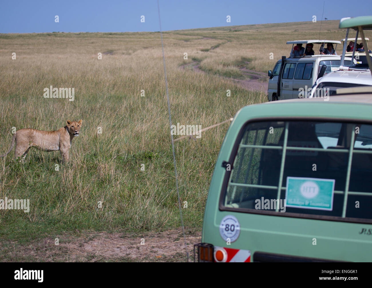I turisti in un bus watching Leoncello (Panthera Leo) passante per la boccola, Rift Valley Provincia, il Masai Mara, Kenya Foto Stock
