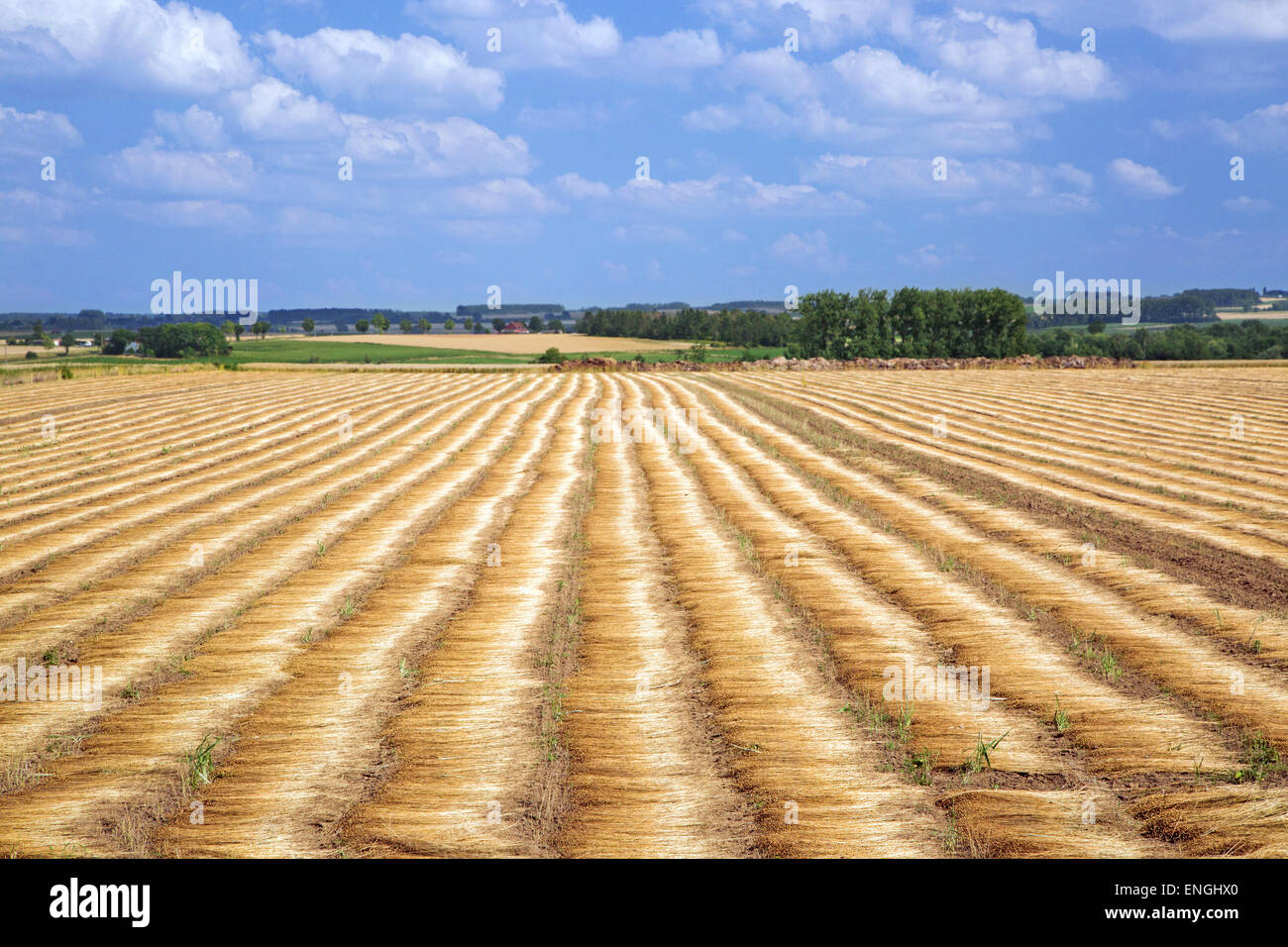 I terreni agricoli che mostra il lino essendo di rugiada o di suolo macerato Foto Stock