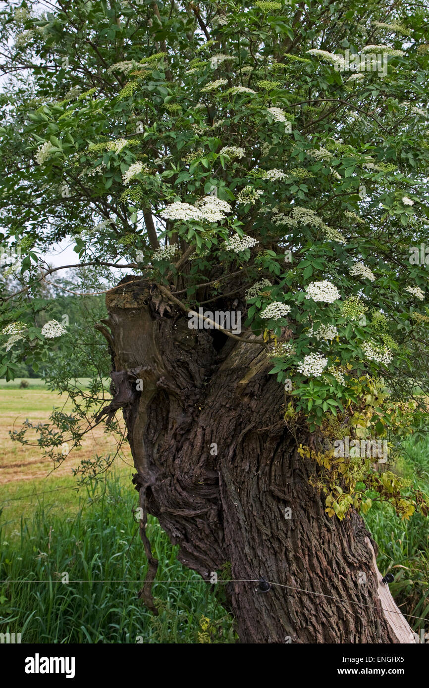 Fioritura europea di sambuco (Sambucus nigra) crescente da pollard willow Foto Stock
