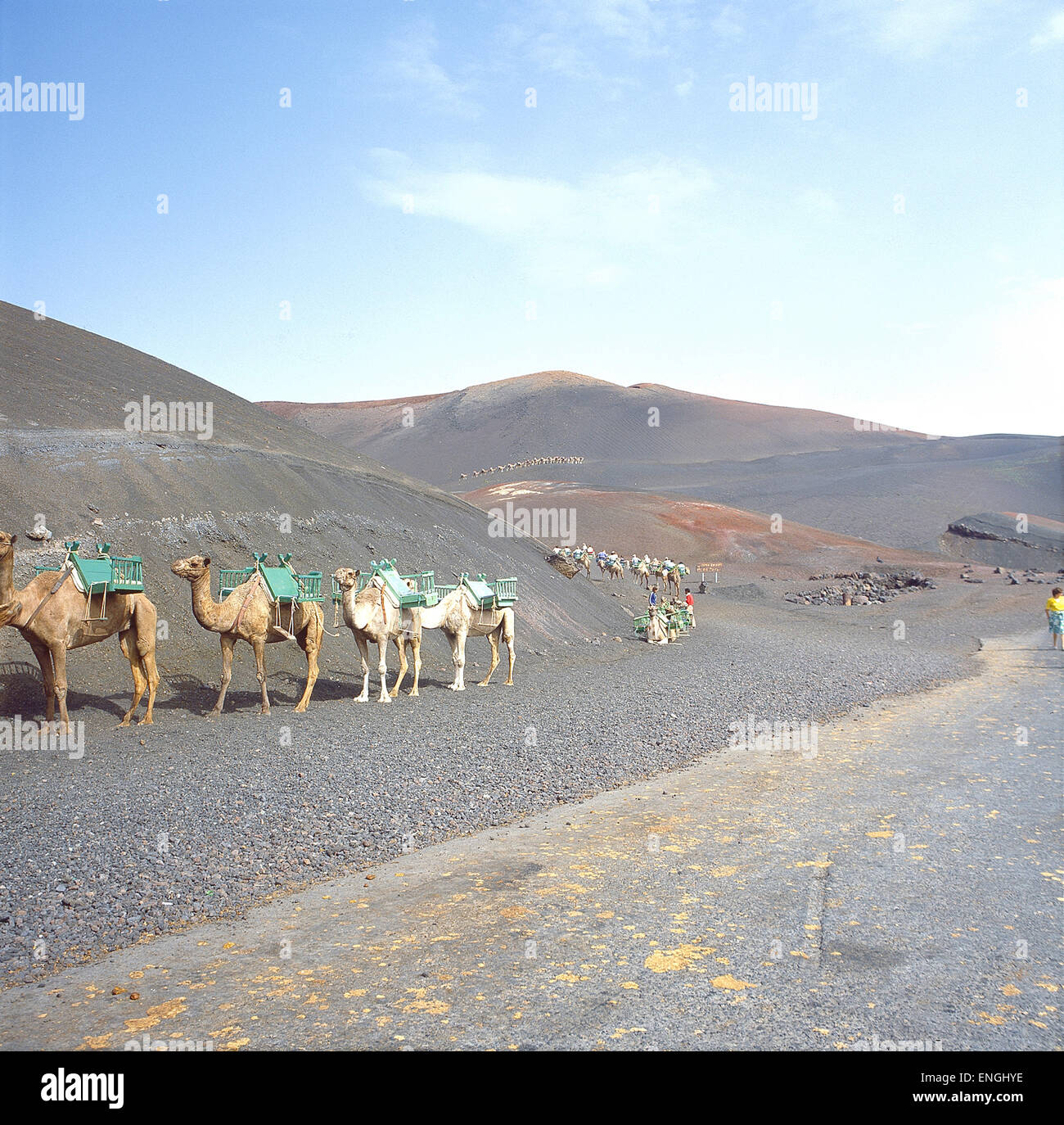 Lanzerote, Kamele mit Touristen in den Feuerbergen Foto Stock