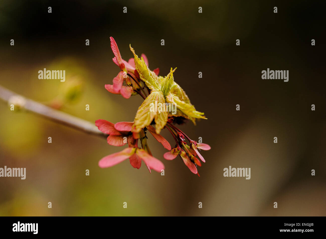 Acer rubrum ottobre gloria. Close up mostra alato baccelli di semi. Foto Stock