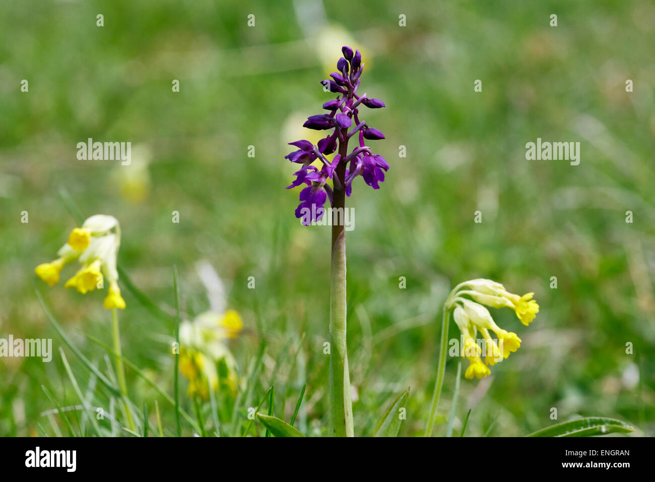 Early-orchidea viola e cowslips. Noar Hill Riserva Naturale, Selborne, Hampshire, Inghilterra. Foto Stock