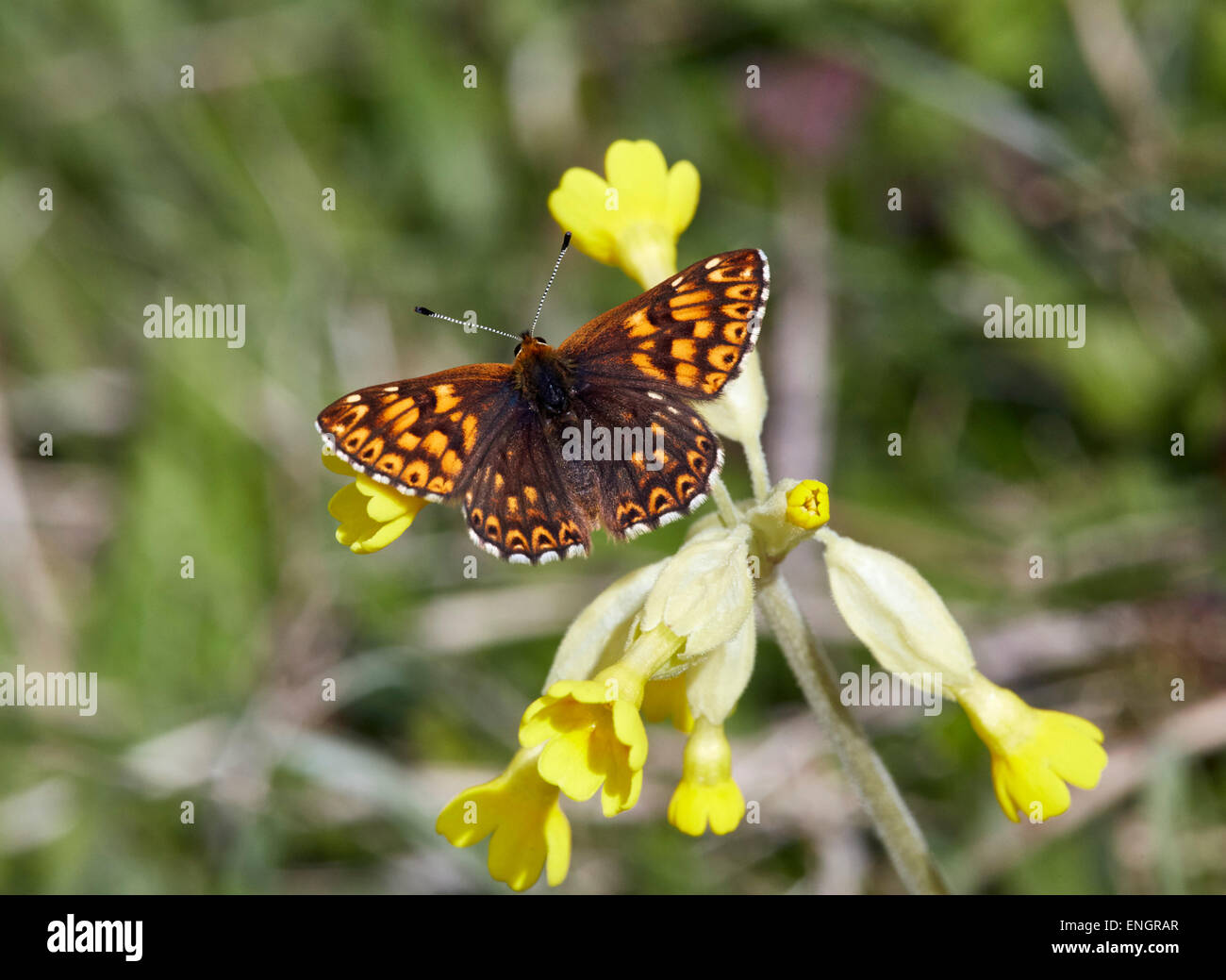 Il duca di Borgogna farfalla sulla cowslip. Noar Hill Riserva Naturale, Selborne, Hampshire, Inghilterra. Foto Stock