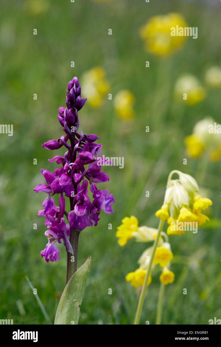 Early-orchidea viola e cowslips. Noar Hill Riserva Naturale, Selborne, Hampshire, Inghilterra. Foto Stock