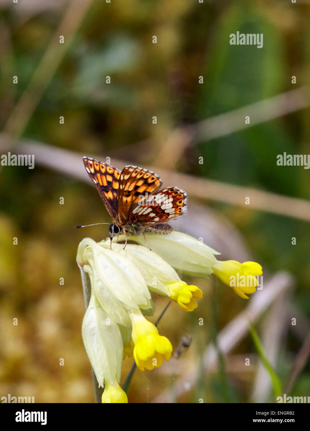 Il duca di Borgogna farfalla sulla cowslip. Noar Hill Riserva Naturale, Selborne, Hampshire, Inghilterra. Foto Stock