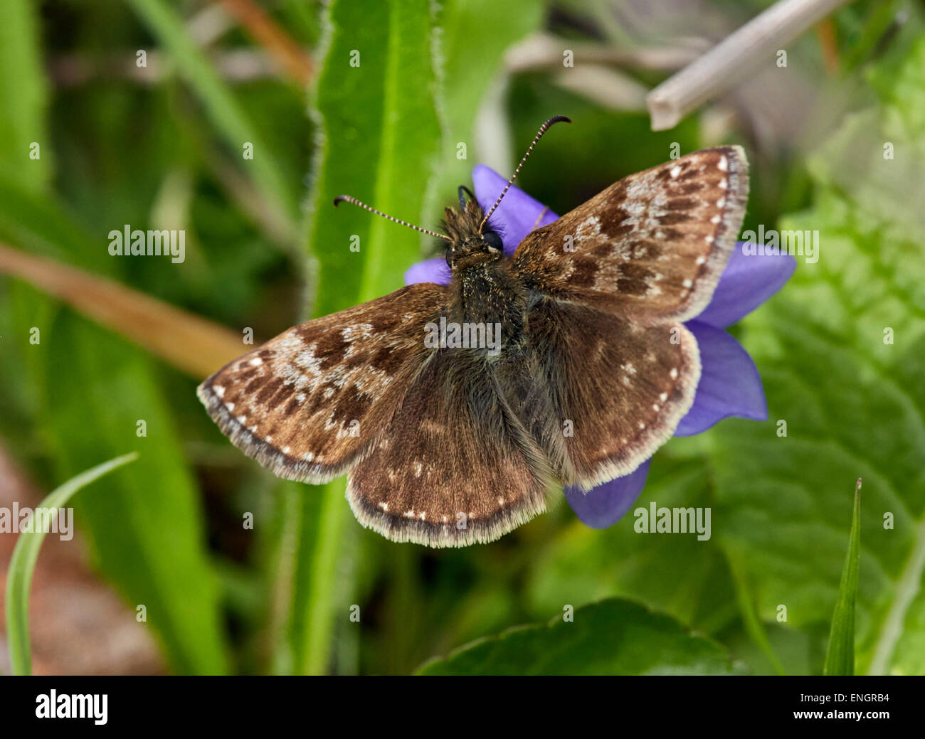 Squallido Skipper butterfly su viola. Noar Hill Riserva Naturale, Selborne, Hampshire, Inghilterra. Foto Stock