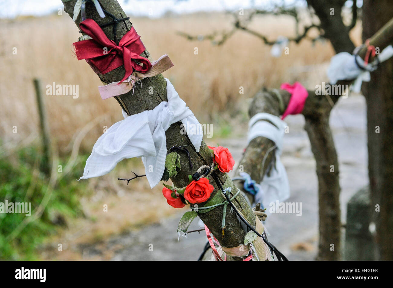 Nastri e fiori legato attorno al ramo di un albero di fata in un pozzo santo Foto Stock