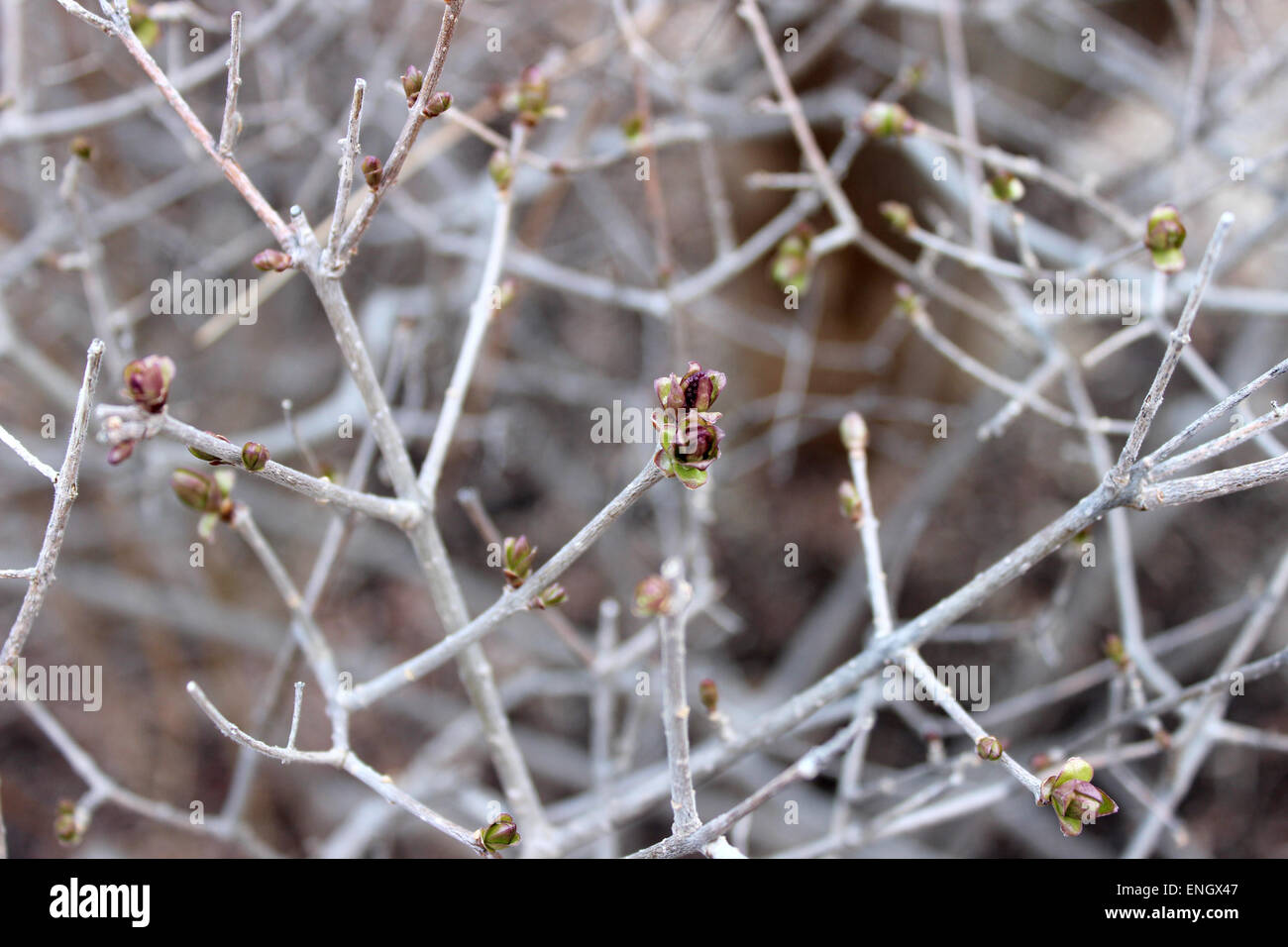 In un parco canadese, il dettaglio di un arbusto con piccoli fiori delicati in primavera Foto Stock
