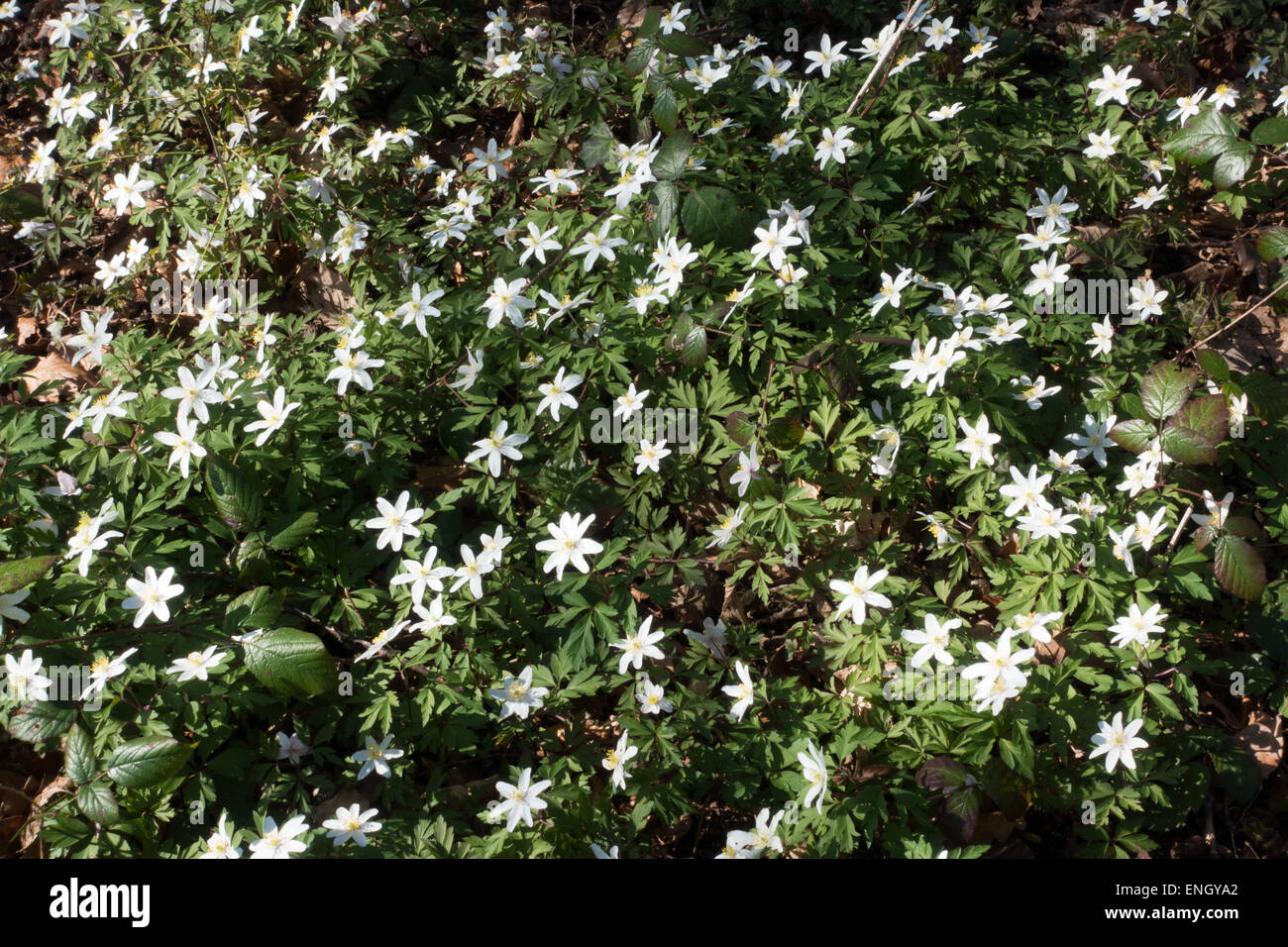 Legno o anemoni selvatici, il primo selvaggio fiore della molla che sbocciano come le stelle nei boschi intorno a Dymock in Gloucestershire Foto Stock