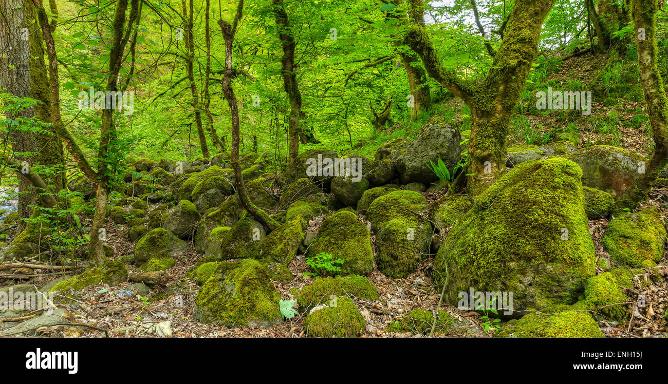 Foresta Magica.Hirkan Parco Nazionale.Azerbaigian Foto Stock