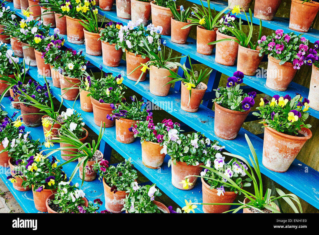 Righe di fiori di primavera in vasi per piante su ripiani blu a Calke Abbey, Ticknall, Derby, Inghilterra. Foto Stock