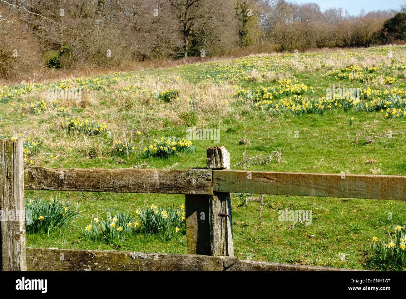I narcisi selvatici sul bordo di Dymock boschi nella Foresta di Dean, Gloucestershire, in primavera Foto Stock