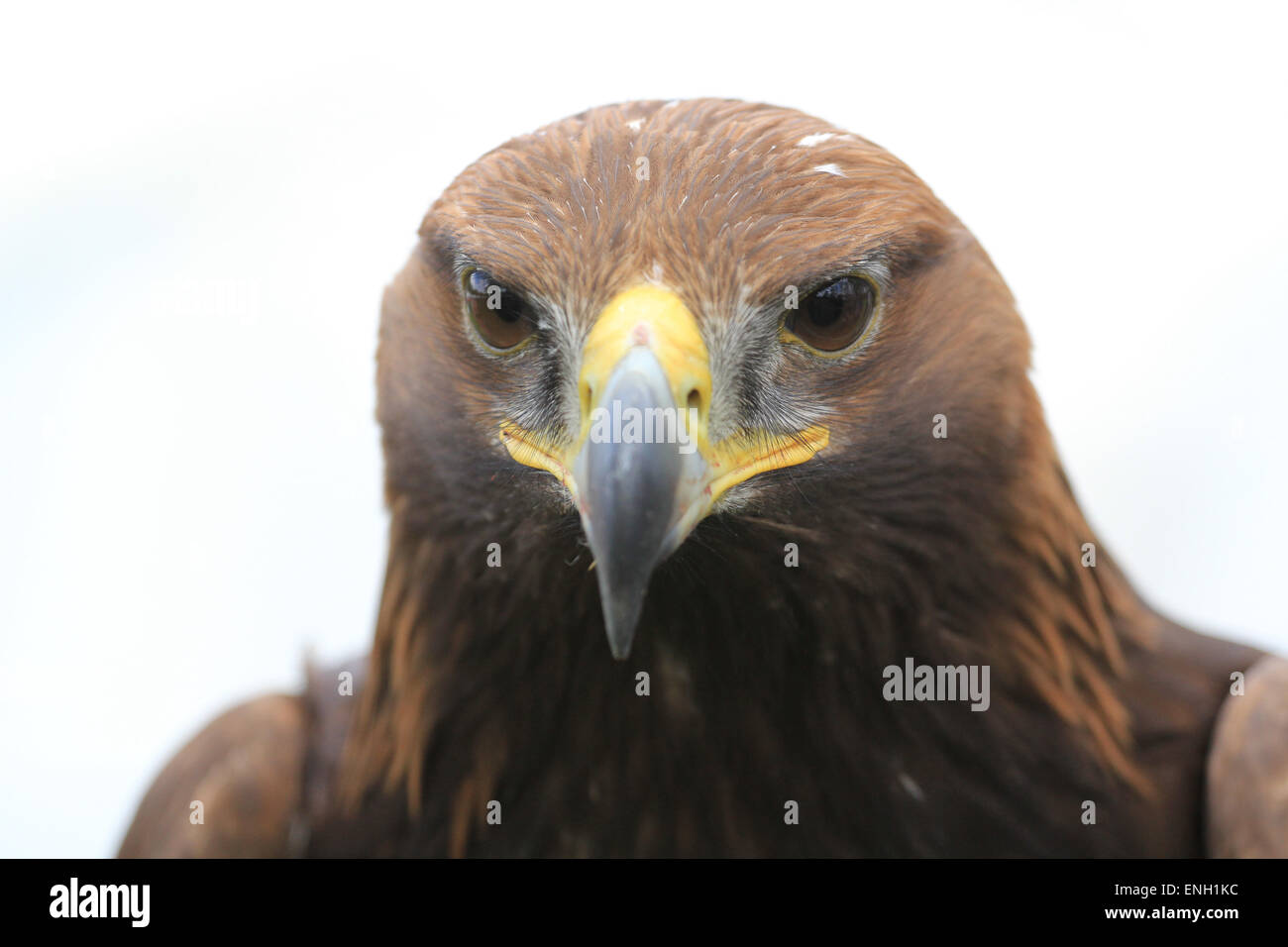 Aquila reale a livello nazionale spettacolo di falconeria, Newport Regno Unito, 2015 Foto Stock