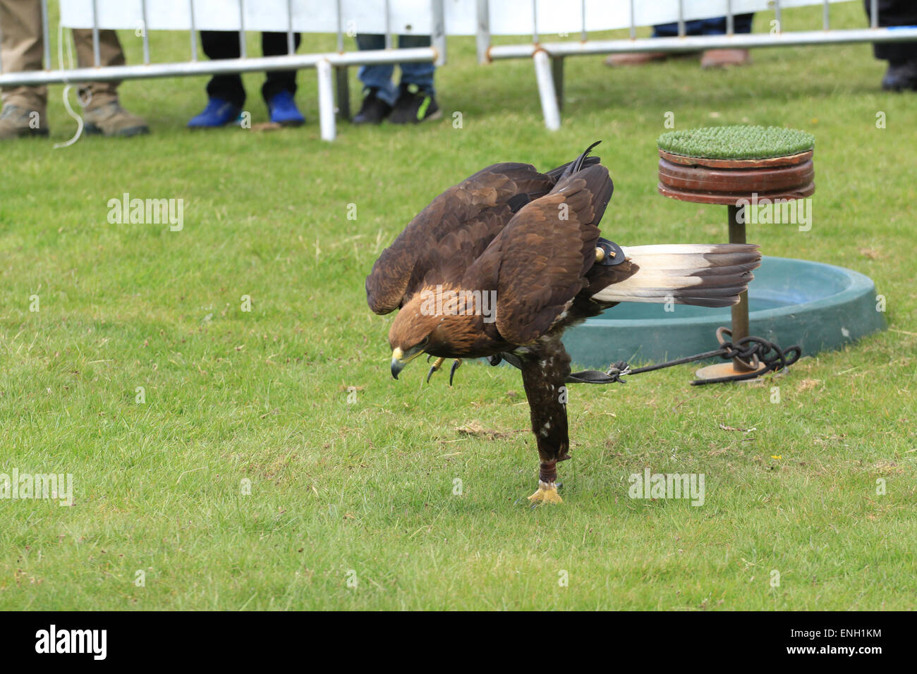 Aquila reale a livello nazionale spettacolo di falconeria, Newport Regno Unito, 2015 Foto Stock