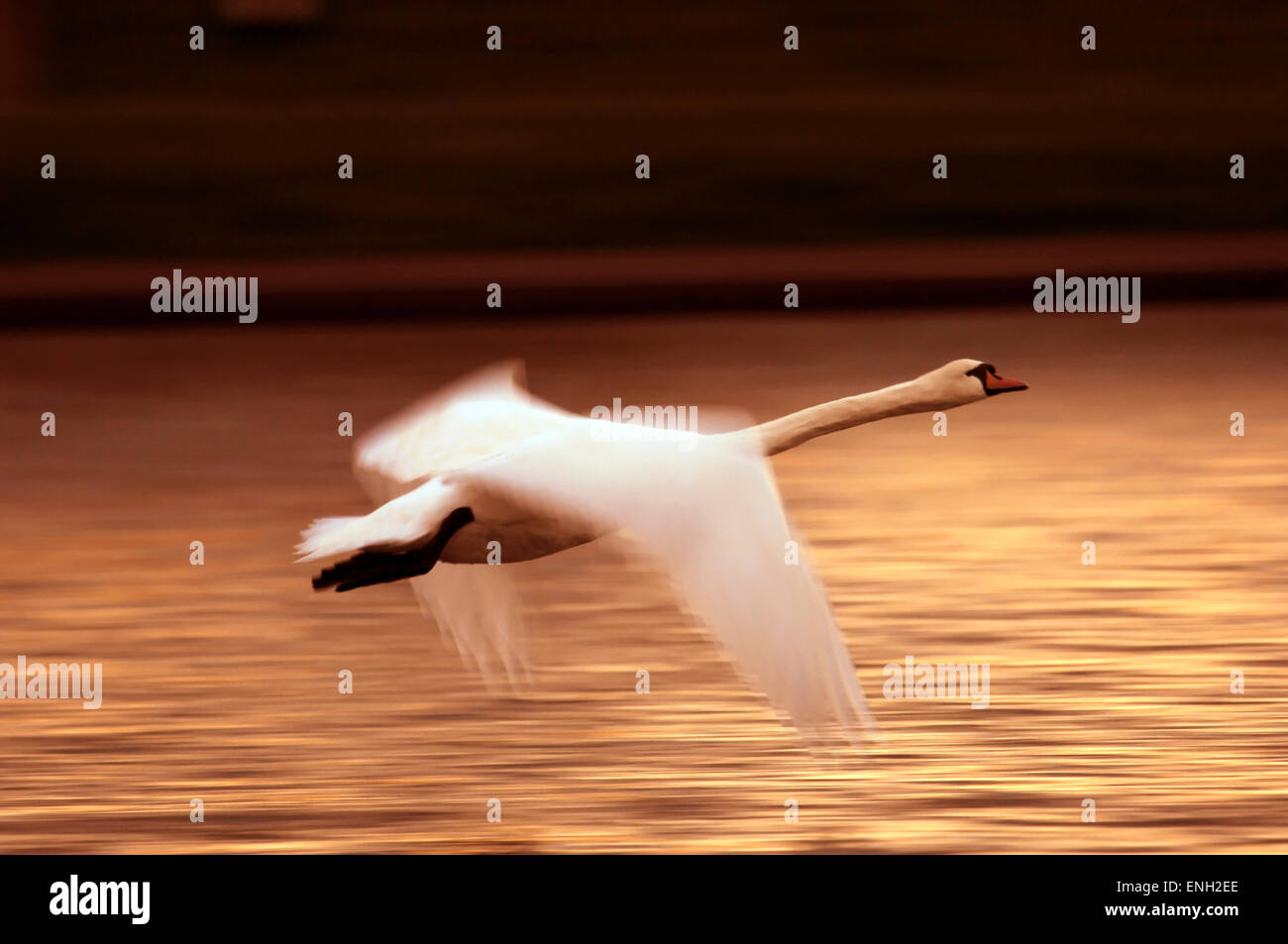 Un cigno sorvolando un lago in golden luce della sera. Intenzionale di sfocatura di movimento su ali dà un senso di velocità e l'inerzia. Foto Stock