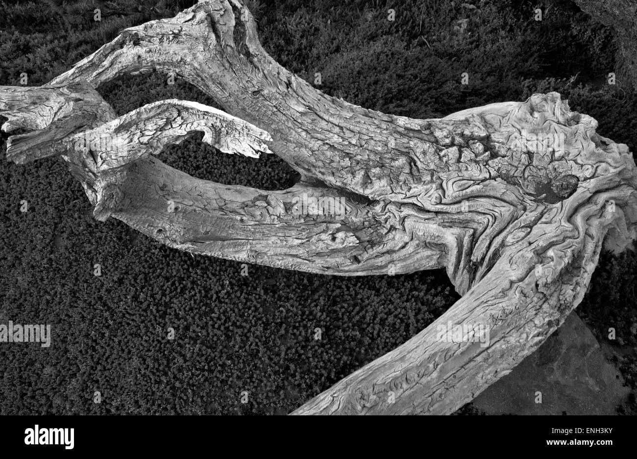 WA10581-00...WASHINGTON - Vecchio, weathered legno Curtis sul crinale del monte Rainier National Park. Foto Stock