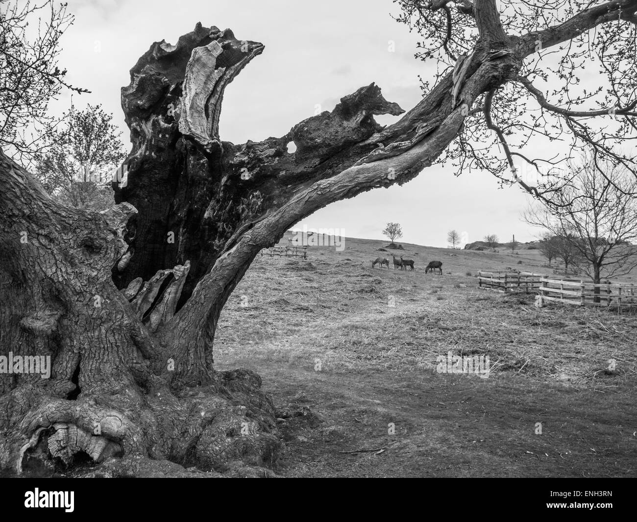 Vecchia cava di Oak tree (bianco e nero) Foto Stock