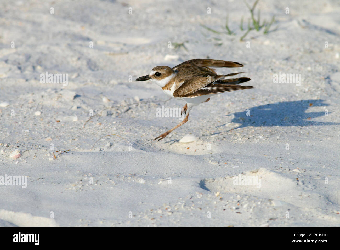 Semipalmated Plover Chadrius semipalmated sbarco sulla spiaggia Foto Stock