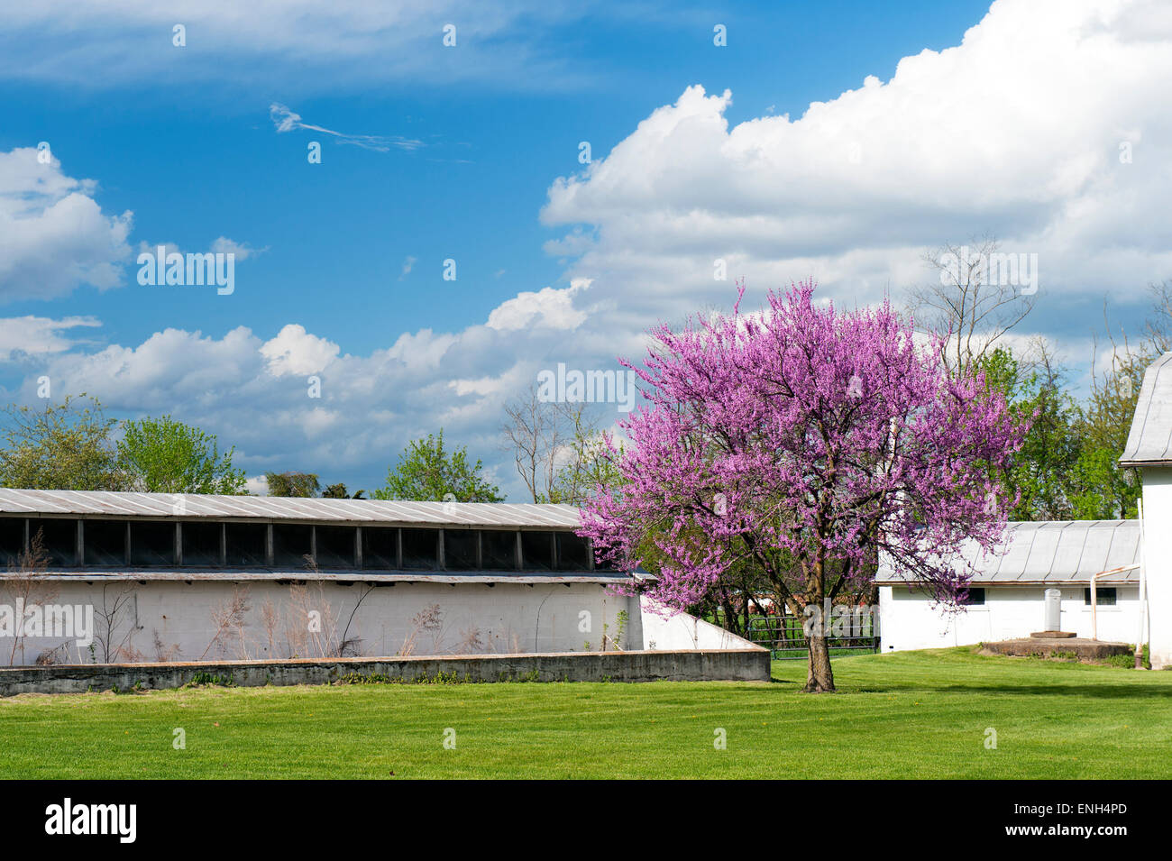 Blooming eastern redbud tree nelle zone rurali di Virginia, Stati Uniti d'America. Foto Stock