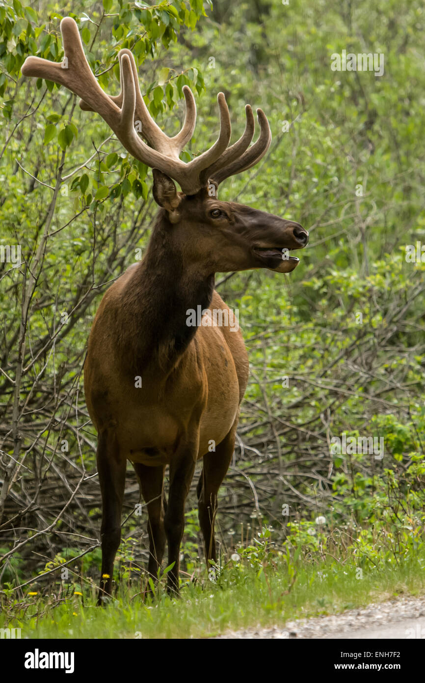 Maschio di American Elk bugling a fianco della strada in Banff, Alberta, Canada Foto Stock