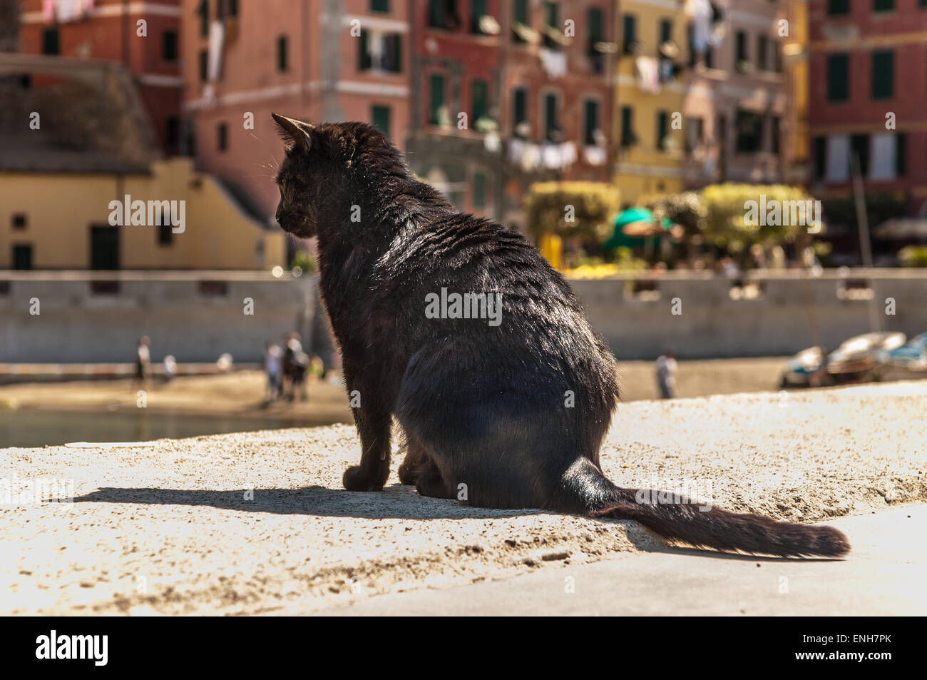 Nero Grigio Cat seduto su una parete rocciosa a Vernazza e le Cinque Terre Foto Stock
