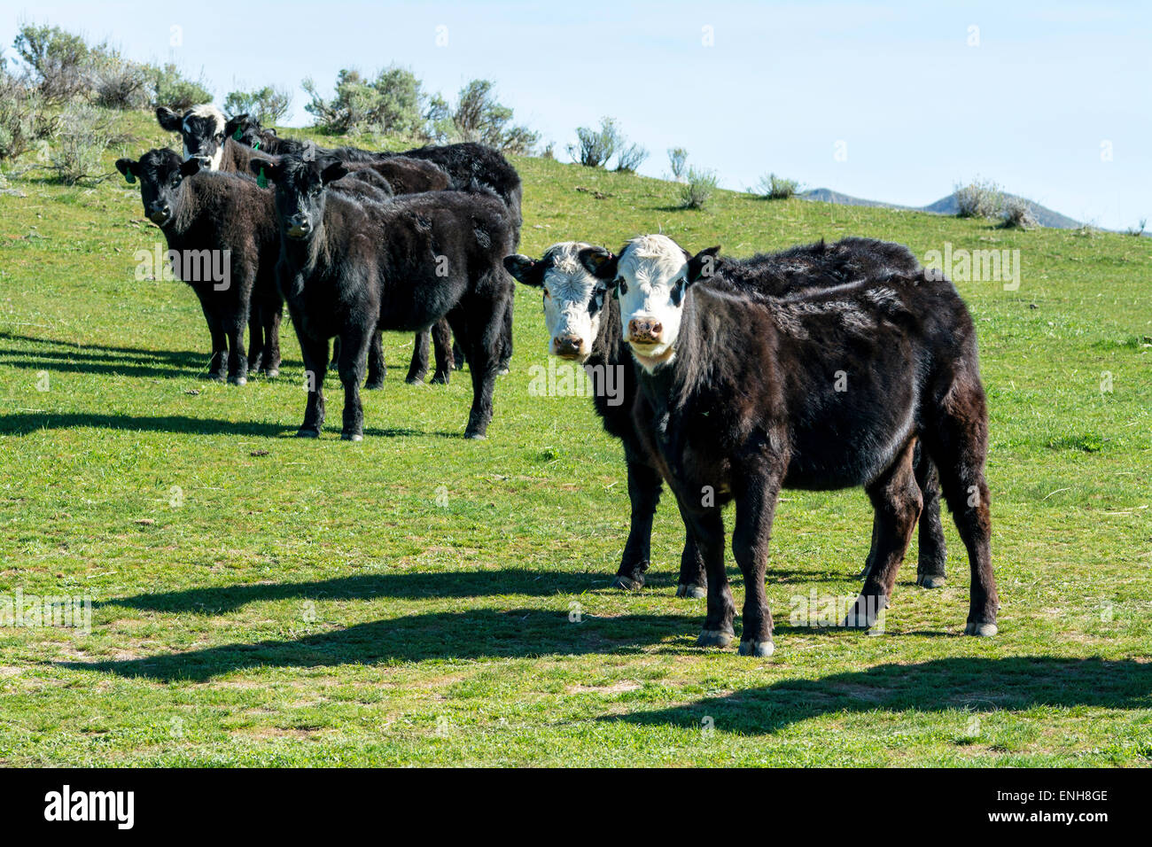 Le mucche fuori in piedi nel loro campo Foto Stock
