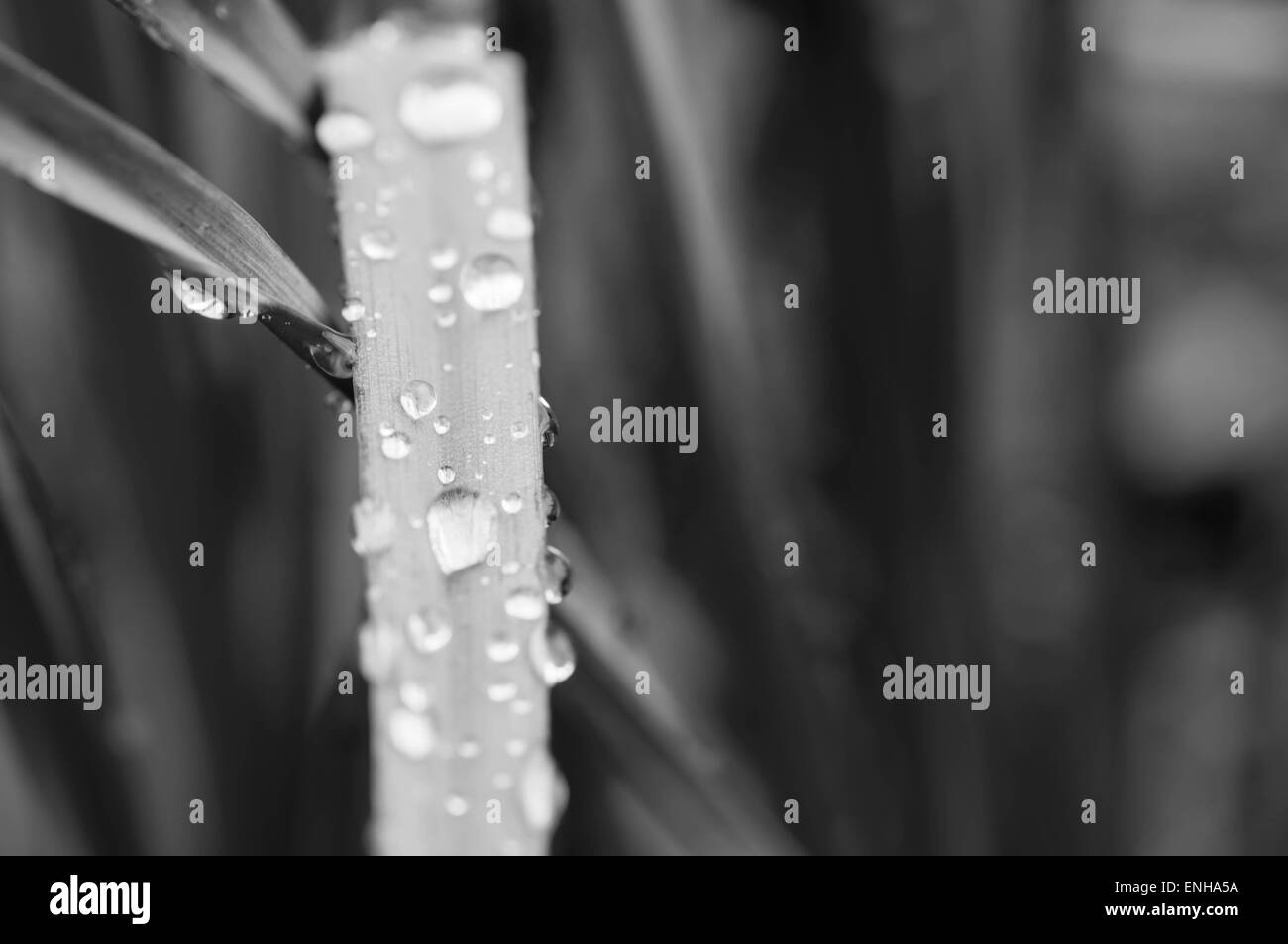 Gocce di acqua su un'erba dopo una pioggia, in bianco e nero Foto Stock