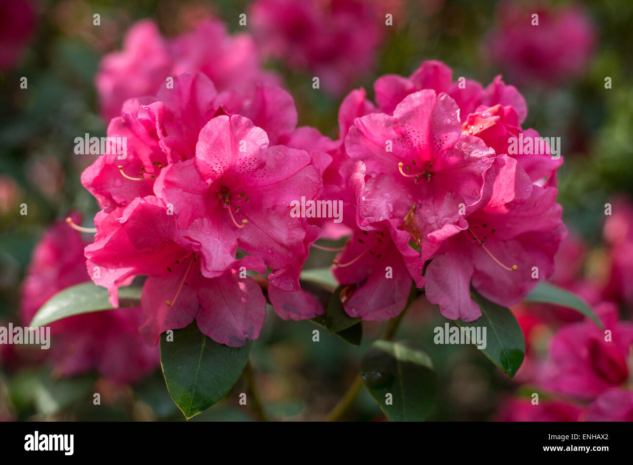 Red Rhododendron aprile fiori di incandescenza close up Foto Stock