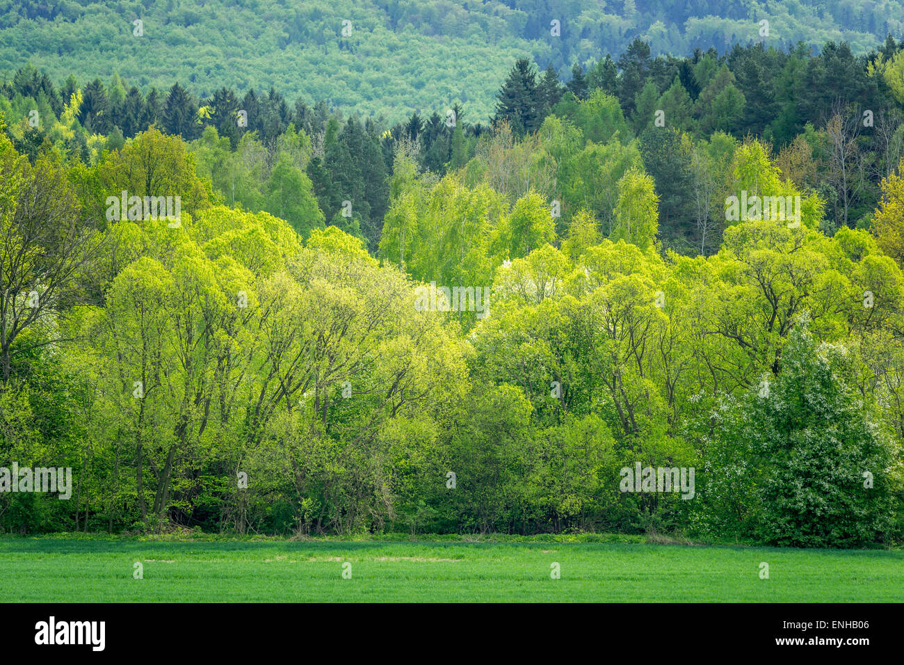 Foresta di primavera con fresco verde primavera Foto Stock