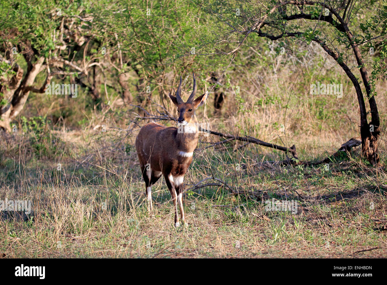 Bushbuck (Tragelaphus scriptus sylvaticus), adulto maschio, Kruger National Park, Sud Africa Foto Stock