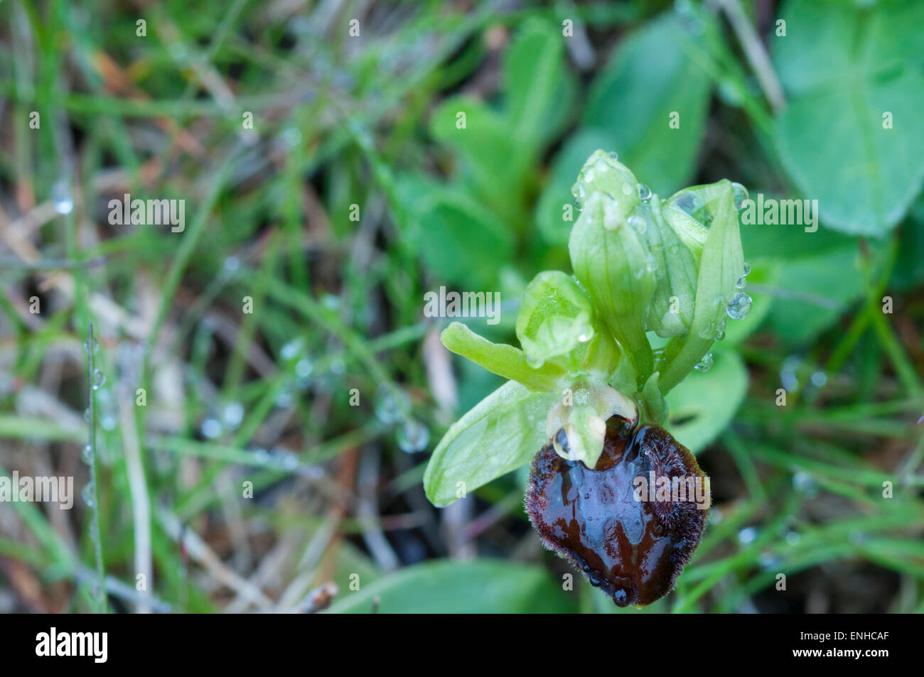 Inizio Spider Orchid fiore, da Samphire Hoe, Dover, Kent - la discarica del Tunnel sotto la Manica i rifiuti Foto Stock