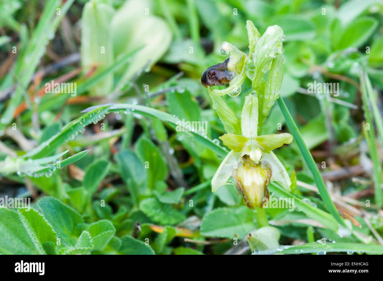 Inizio Spider Orchid, fiore inferiore, da Samphire Hoe, Dover, Kent - la discarica del Tunnel sotto la Manica i rifiuti! Foto Stock