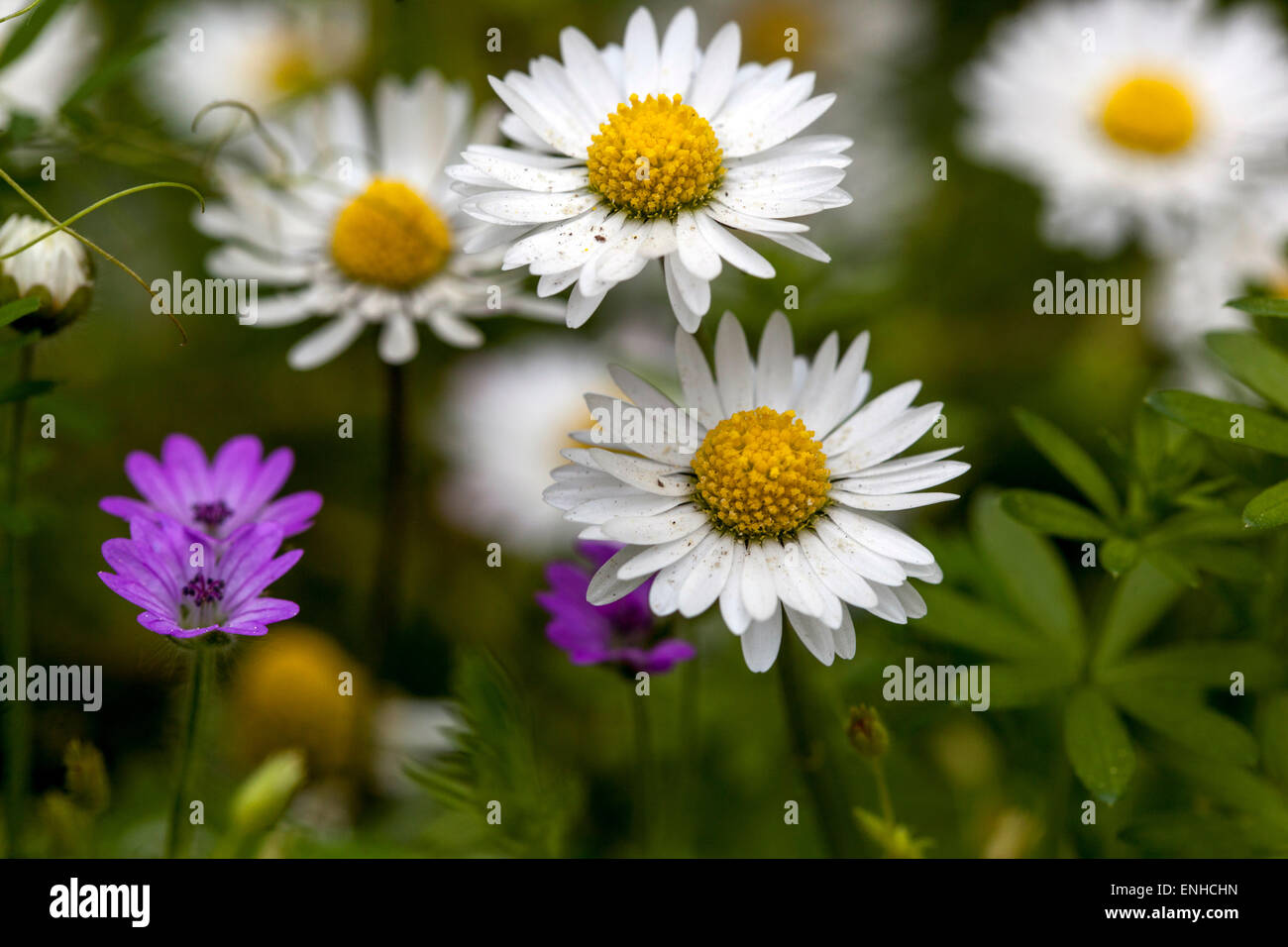 Lawn Daisies Bellis perennis Herbaceous Small Wildflowers Garden White English Daisies Bellis perennis Lawn Weeds Nice Plant Flower Grassy Wildflower Foto Stock