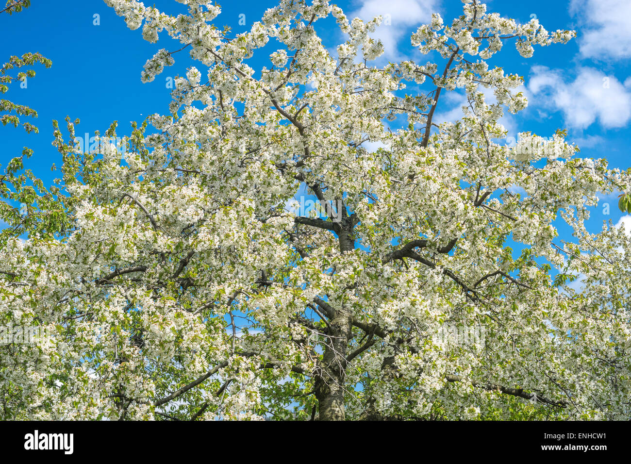 Vecchi alberi di ciliegio blooming Foto Stock