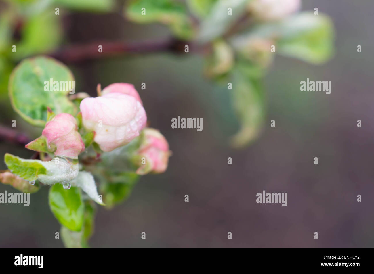 Gocce di acqua sui fiori di un Apple-tree Foto Stock
