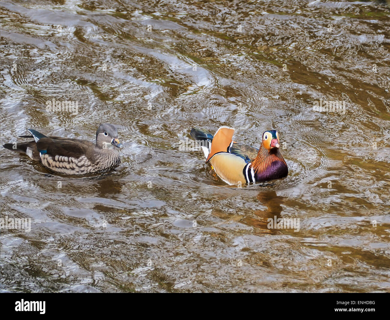 Anatra di mandarino (Aix galericulata), giovane sul fiume Oos, Baden-Württemberg, Germania Foto Stock