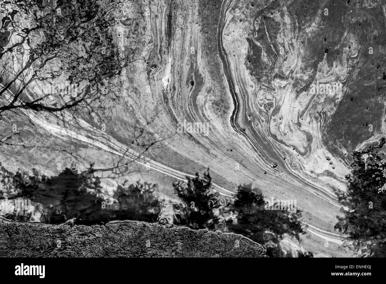 Perdita di olio sulla superficie di una pozza d'acqua con alberi forestali in bianco e nero Foto Stock