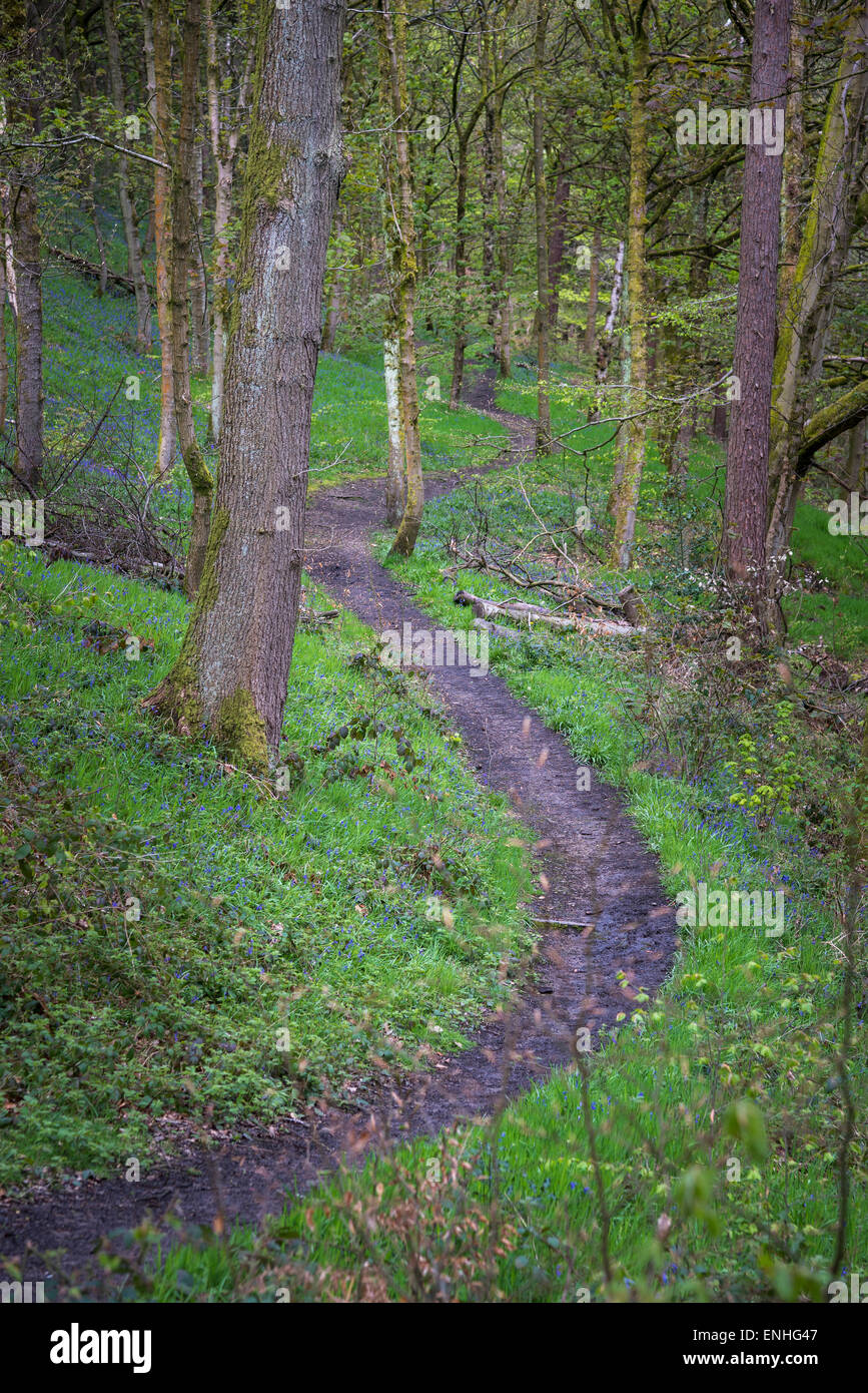 Sentiero avvolgimento il suo modo attraverso un bosco inglese in primavera con bluebells accanto al percorso. Foto Stock